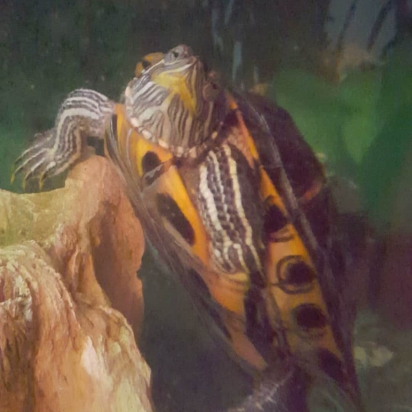 Meet your Posher, Heather - Picture 6 of 11